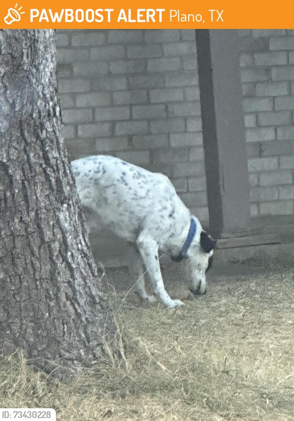 Found/Stray Male Dog last seen Fairfield and Ave N, Plano, TX 75074