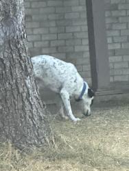 Found/Stray Male Dog last seen Fairfield and Ave N, Plano, TX 75074