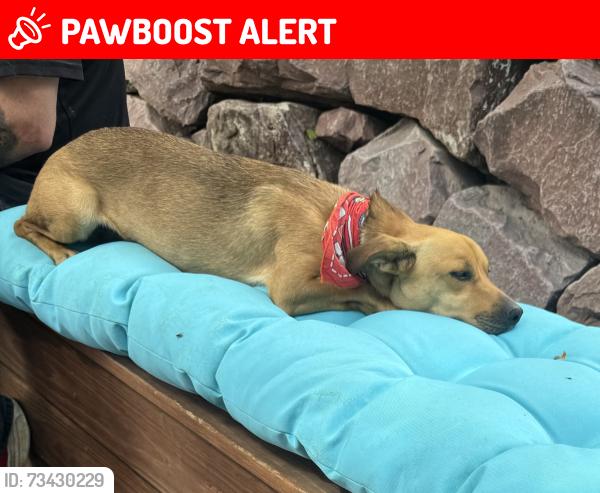Lost Female Dog last seen Horseshoe road, Colorado Springs, CO 80923