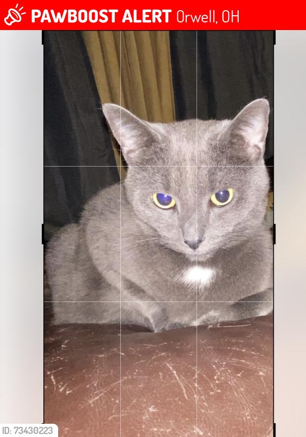 Lost Male Cat last seen Near Montgomery rd, Orwell, OH 44076
