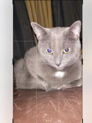 Lost Male Cat last seen Near Montgomery rd, Orwell, OH 44076
