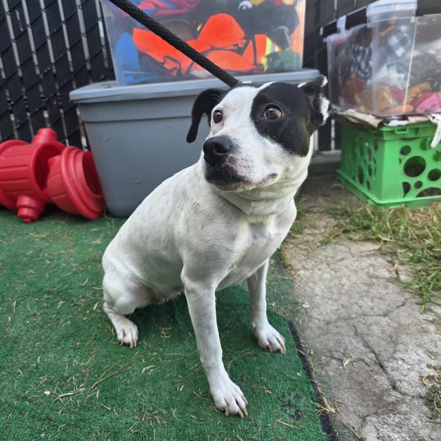 Shelter Stray Female Dog last seen Near BLK DE FOREST AVE, LONG BEACH, CA 90805, 7700 E Spring St, Long Beach, CA 90815, USA