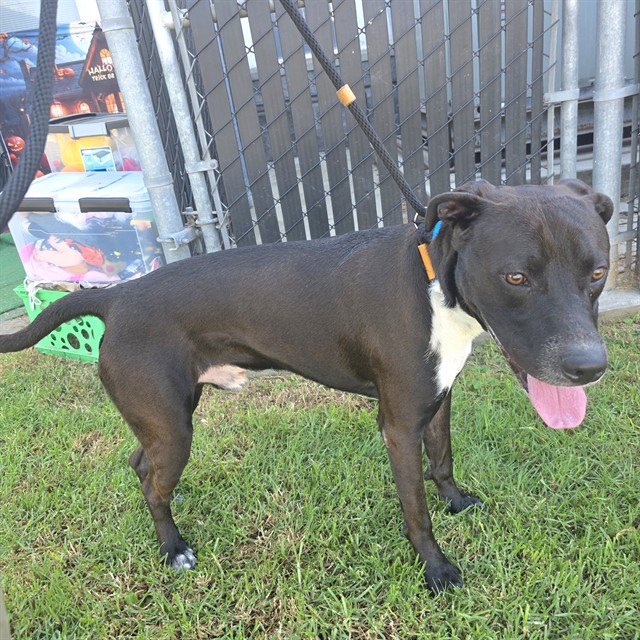 Shelter Stray Male Dog last seen Near BLK DE FOREST AVE, LONG BEACH, CA 90805, 7700 E Spring St, Long Beach, CA 90815, USA