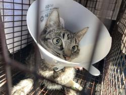 Shelter Stray Female Cat last seen Near BLK E 10TH ST, LONG BEACH, CA 90804, 7700 E Spring St, Long Beach, CA 90815, USA