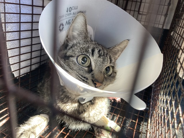 Shelter Stray Female Cat last seen Near BLK E 10TH ST, LONG BEACH, CA 90804, 7700 E Spring St, Long Beach, CA 90815, USA
