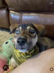 Lost Male Dog last seen Hardly Road, Sandlick Road, Haysi, VA 24256