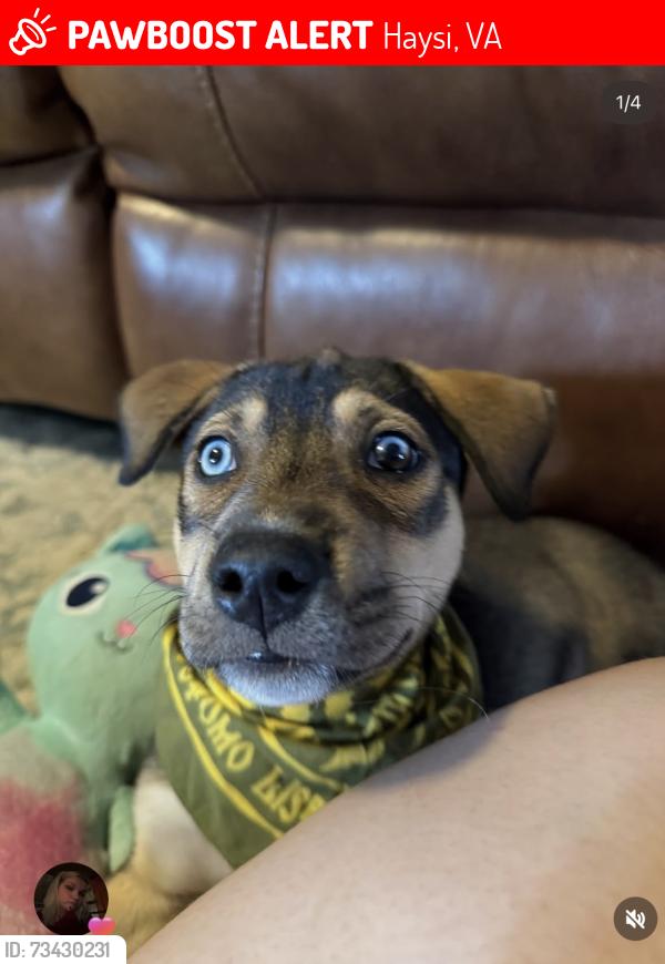 Lost Male Dog last seen Hardly Road, Sandlick Road, Haysi, VA 24256