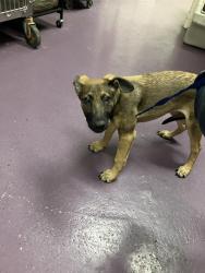 Shelter Stray Female Dog last seen Near BLOCK LEMON AVE, LONG BEACH, CA 90806, 7700 E Spring St, Long Beach, CA 90815, USA