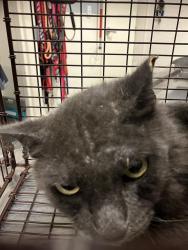 Shelter Stray Male Cat last seen Near BLK LINDEN AVE, LONG BEACH, CA 90806, 7700 E Spring St, Long Beach, CA 90815, USA
