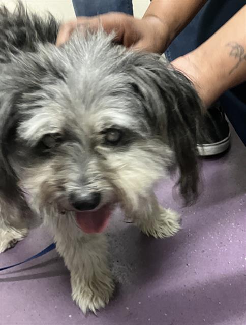 Shelter Stray Female Dog last seen Near BLK ORANGE AVE, LONG BEACH, CA 90805, 7700 E Spring St, Long Beach, CA 90815, USA