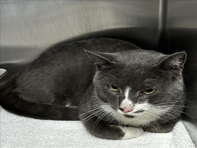 Shelter Stray Male Cat last seen , 957 N Gaffey St, San Pedro, CA 90731, USA