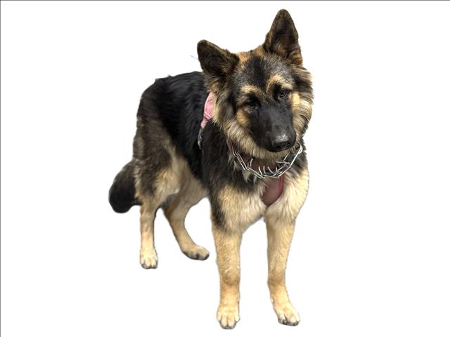 Shelter Stray Female Dog last seen , 3201 Lacy St, Los Angeles, CA 90031, USA