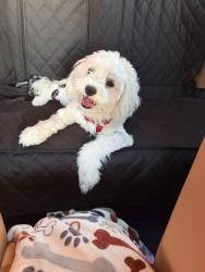 Found/Stray Female Dog last seen Near Brentcross Dr, Tomball, TX 77377