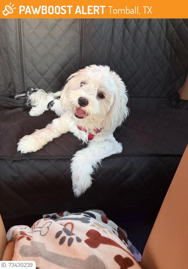 Found/Stray Female Dog last seen Near Brentcross Dr, Tomball, TX 77377