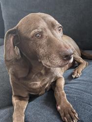 Lost Female Dog last seen Inspiration and Fletcher, Aurora, CO 80016