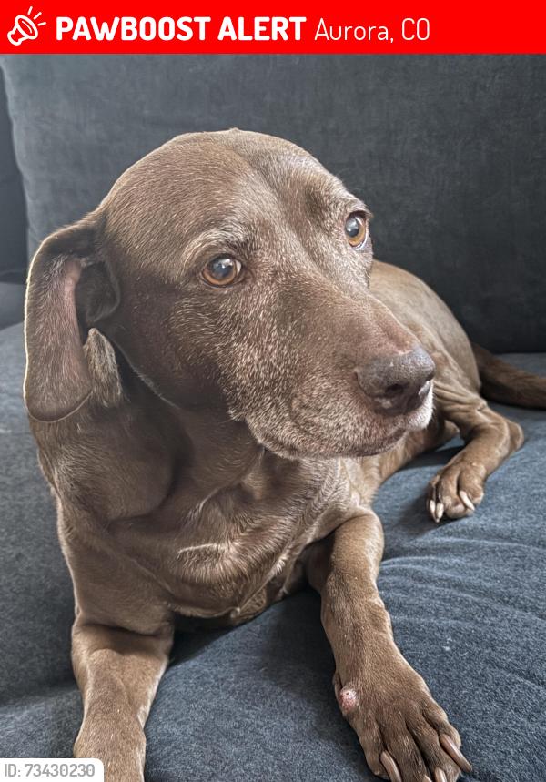 Lost Female Dog last seen Inspiration and Fletcher, Aurora, CO 80016