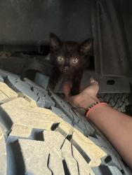 Found/Stray Unknown Cat last seen Etowah Park, Rome, GA 30161