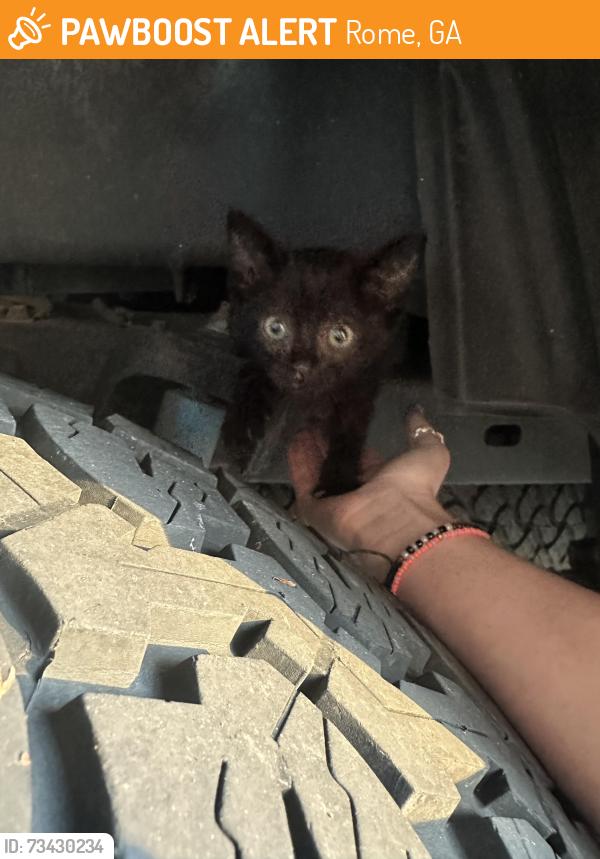 Found/Stray Unknown Cat last seen Etowah Park, Rome, GA 30161