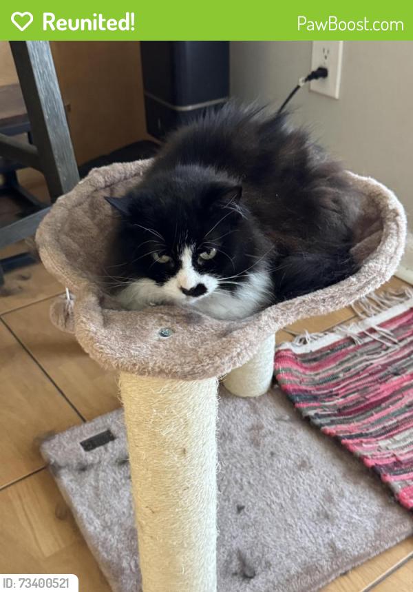 Reunited Female Cat last seen Near Rhodes St 34747, Kissimmee, FL 34747