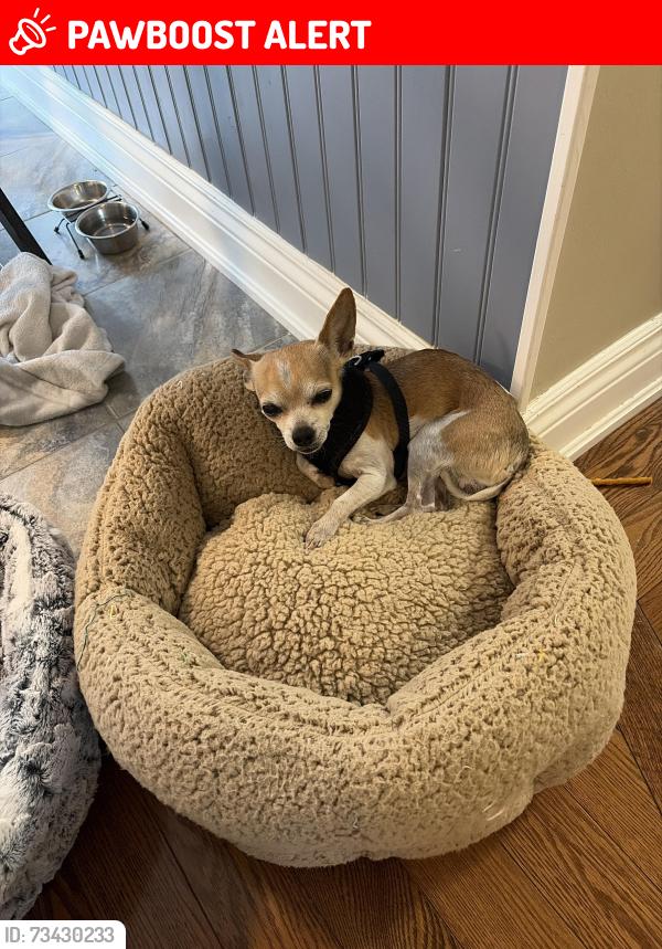 Lost Male Dog last seen 46th street north, Wasaga Beach, ON L9Z 1Y7