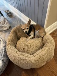 Lost Male Dog last seen 46th street north, Wasaga Beach, ON L9Z 1Y7