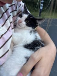 Reunited Female Cat last seen Wescott and lake shore dr, Mequon, WI 53092