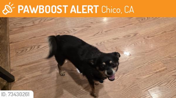 Found/Stray Female Dog last seen Hooked Oak and 5 mile, Chico, CA 95928