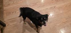 Found/Stray Female Dog last seen Hooked Oak and 5 mile, Chico, CA 95928