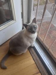 Reunited Male Cat last seen Recreation Park, El Segundo, CA 90245