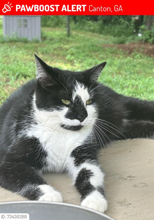 Lost Female Cat last seen E Cherokee Dr and Union Hill Rd, Canton, GA 30115