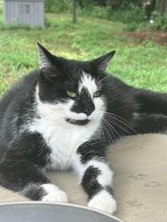 Lost Female Cat last seen E Cherokee Dr and Union Hill Rd, Canton, GA 30115