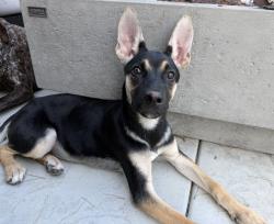 Found/Stray Female Dog last seen Lynwood and Arden, San Bernardino, CA 92346