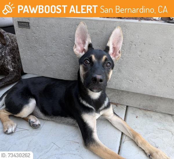 Found/Stray Female Dog last seen Lynwood and Arden, San Bernardino, CA 92346
