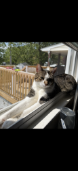 Reunited Male Cat last seen Blue gate lane, Sinking Spring, PA 19608