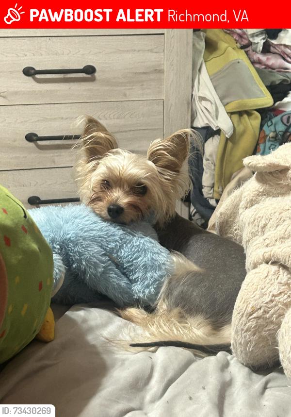 Lost Male Dog last seen pinnete drive, Richmond, VA 23235
