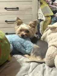 Lost Male Dog last seen pinnete drive, Richmond, VA 23235
