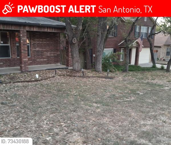 Lost Female Dog last seen Bellcrest, Bohill,, San Antonio, TX 78217