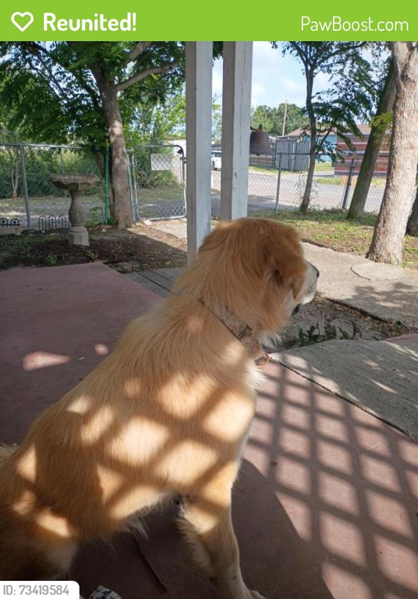 Reunited Female Dog last seen Near huron dr corpus Christi tx 78405, Corpus Christi, TX 78405