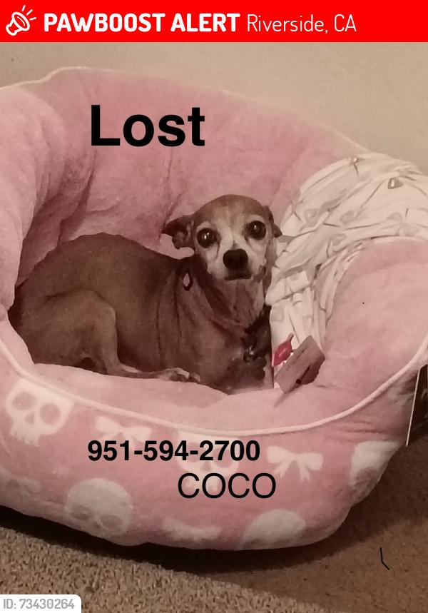 Lost Female Dog last seen Fig and Sierra, Riverside, CA 92506