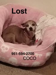 Lost Female Dog last seen Fig and Sierra, Riverside, CA 92506