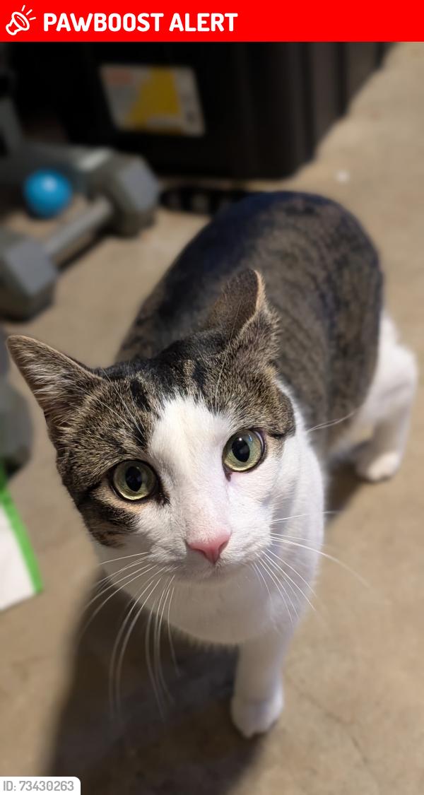 Lost Male Cat last seen Near Robbinsville High school, Robbinsville Township, NJ 08691