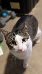 Lost Male Cat last seen Near Robbinsville High school, Robbinsville Township, NJ 08691