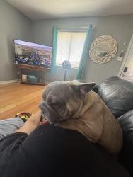 Reunited Male Dog last seen Near Star Dr, San Leon, TX 77539, USA, San Leon, TX 77539