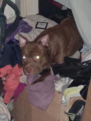 Reunited Male Dog last seen Calverton Heights Ave and Warwick Ave, Baltimore, MD 21216