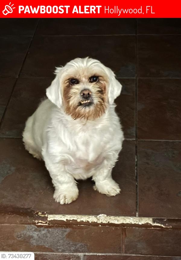 Lost Male Dog last seen Hollywood, Hollywood, FL 33020
