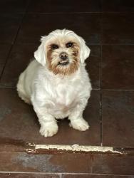 Lost Male Dog last seen Hollywood, Hollywood, FL 33020