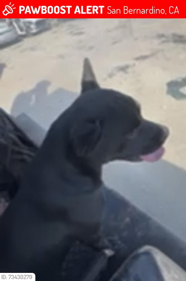 Lost Male Dog last seen 10th st & e st, San Bernardino, CA 92401