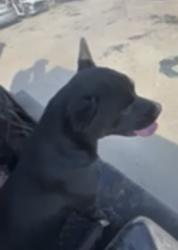Lost Male Dog last seen 10th st & e st, San Bernardino, CA 92401