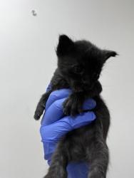 Shelter Stray Male Cat last seen 88th street at Fruitridge Rd, City of Sacramento, CA, 6201 Florin Perkins Rd, Sacramento, CA 95828, USA
