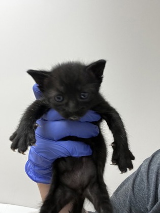 Shelter Stray Female Cat last seen 88th street at Fruitridge Rd, City of Sacramento, CA, 6201 Florin Perkins Rd, Sacramento, CA 95828, USA